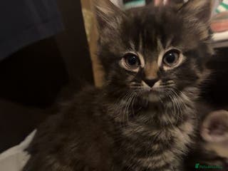 Mixed Breed cats 3 kittens for sale(1male/2female) - Advert 6