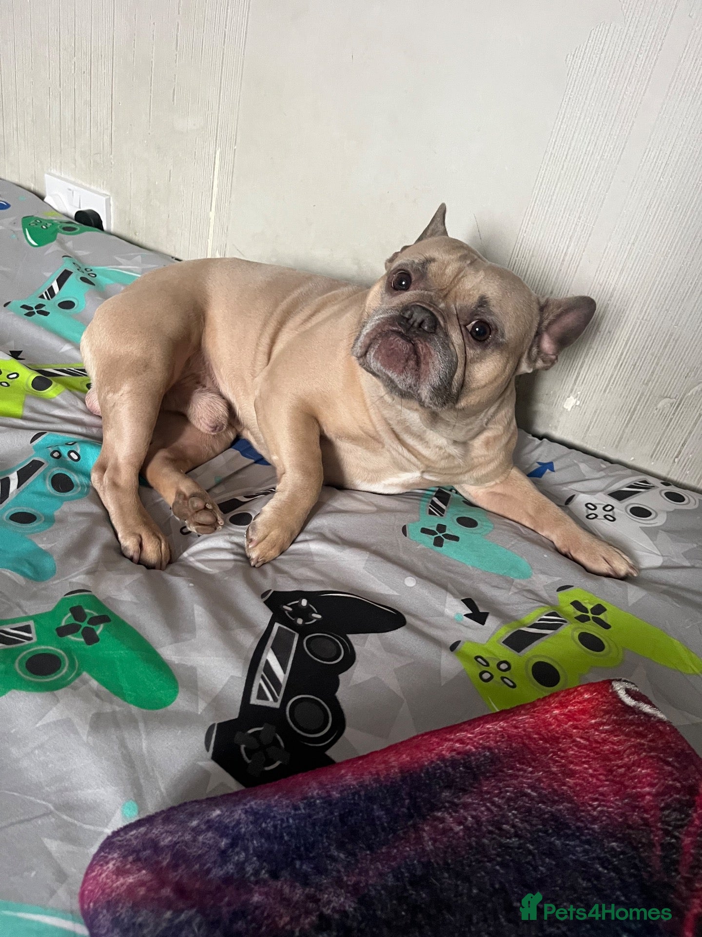 French Bulldog dogs for sale: Chase  - Advert 1