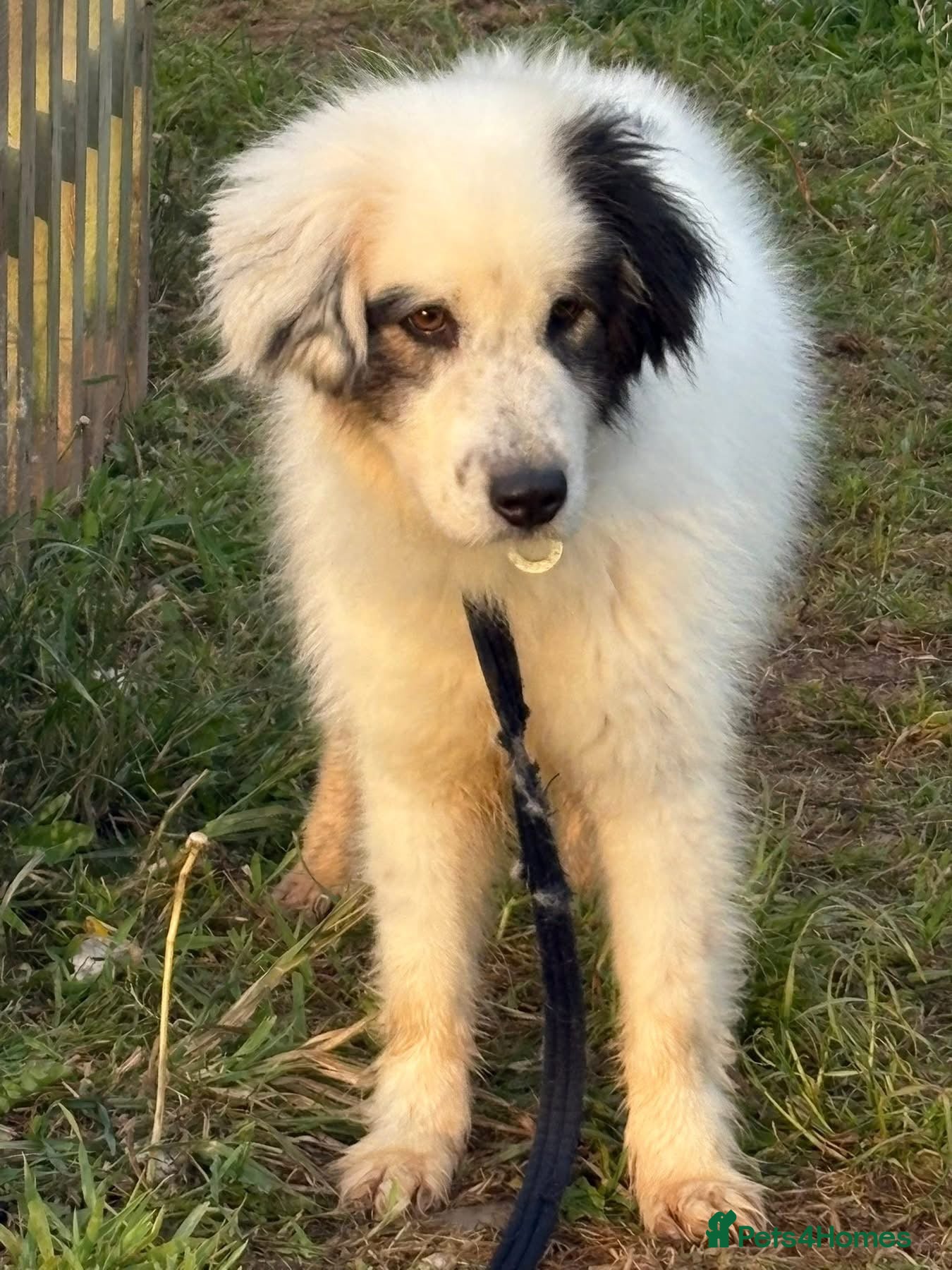 Mixed Breed dogs Sienna - Norwich Norfolk  - Advert 10