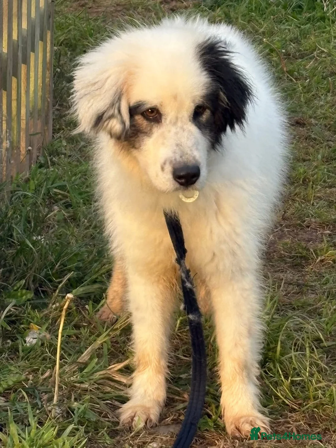 Mixed Breed dogs for adoption: Sienna - Norwich Norfolk  - Advert 1