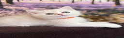 British Shorthair cats for sale: British Shorthair golden blue eyed kittensGCCF - Advert 13