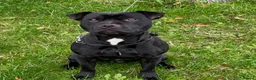 Staffordshire Bull Terrier dogs for sale: Black Eye SBTs this season litter 3 boys 3 girls  - Advert 4