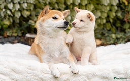 Japanese Shiba Inu dogs for sale: Beautiful Cream Shiba Inu boy for sale  - Image 31