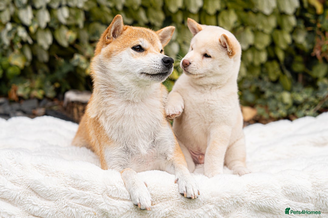Japanese Shiba Inu dogs for sale: Beautiful Cream Shiba Inu boy for sale  - Image 31