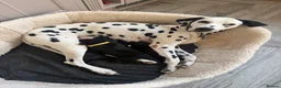 Mixed Breed dogs for sale: Beautiful Weimadors ♥️ - Advert 8