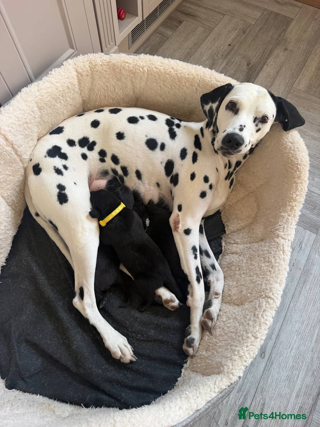 Mixed Breed dogs for sale: Beautiful Weimadors ♥️ - Advert 8