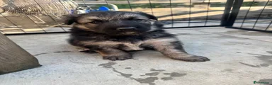 German Shepherd 1
