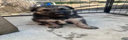German Shepherd dogs for sale: Top Quality German Shephard one girl left - Advert 29