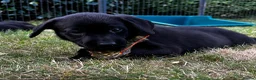 Labrador Retriever dogs for sale: KC Reg Puppies, FTCH Bred with versatility in mind - Advert 2