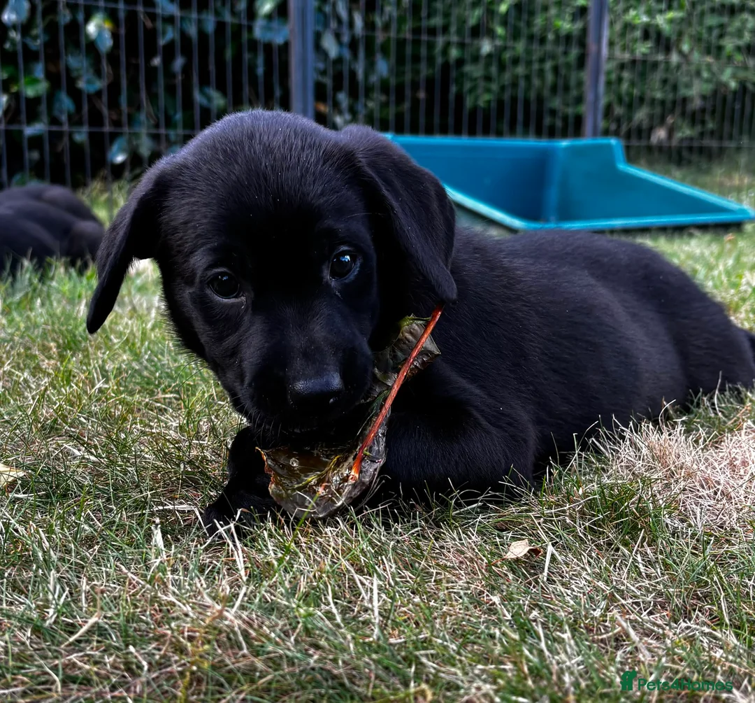 Labrador Retriever dogs for sale: KC Reg Puppies, FTCH Bred with versatility in mind - Advert 2