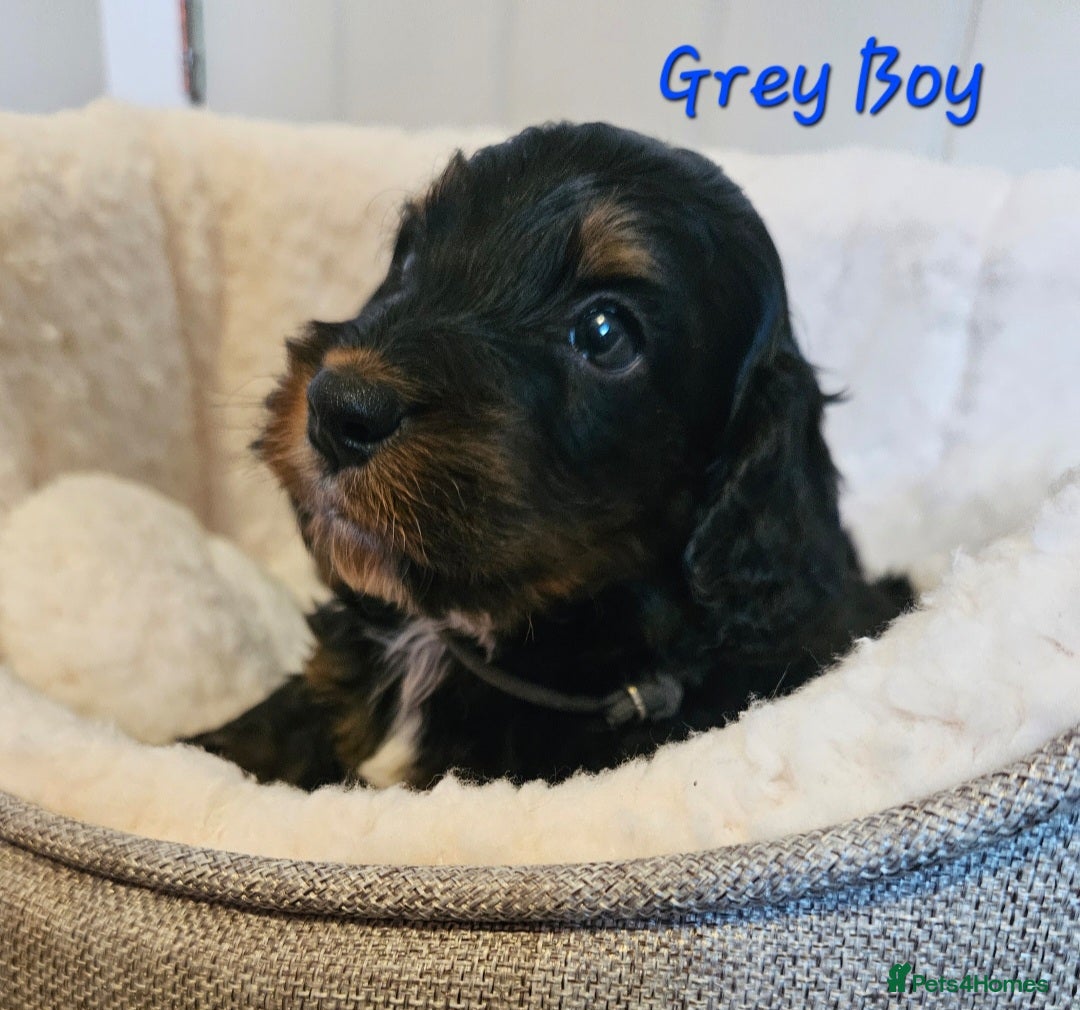 Cockapoo dogs Licensed insured breeder! Show-type cockapoo boys - Advert 1