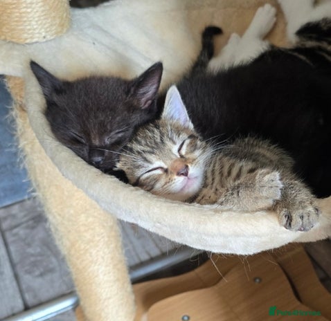 Mixed Breed cats - Advert 1