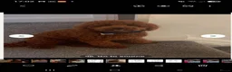 Cockapoo dogs for sale: 2 beautiful f1 cockerpoo girls - Advert 7