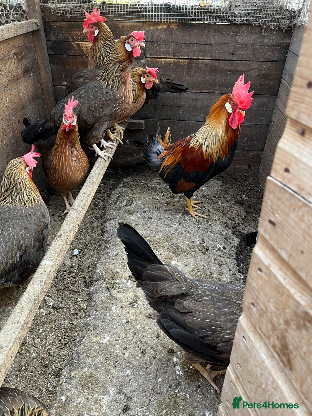 Chickens poultry for sale: Brown Leghorn Hatching Eggs  - Advert 3