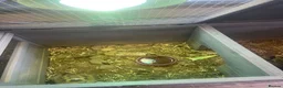 Tortoise reptiles for sale: 2 x Tortoise and enclosures - Advert 5