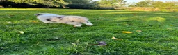 Border Collie dogs for sale: Kennel Club Reg Border Collie Puppies For Sale - Advert 8
