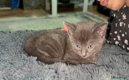 British Shorthair cats for sale: Adorable Sweet Soft British Shorthair Tabby Mix  - Image 16