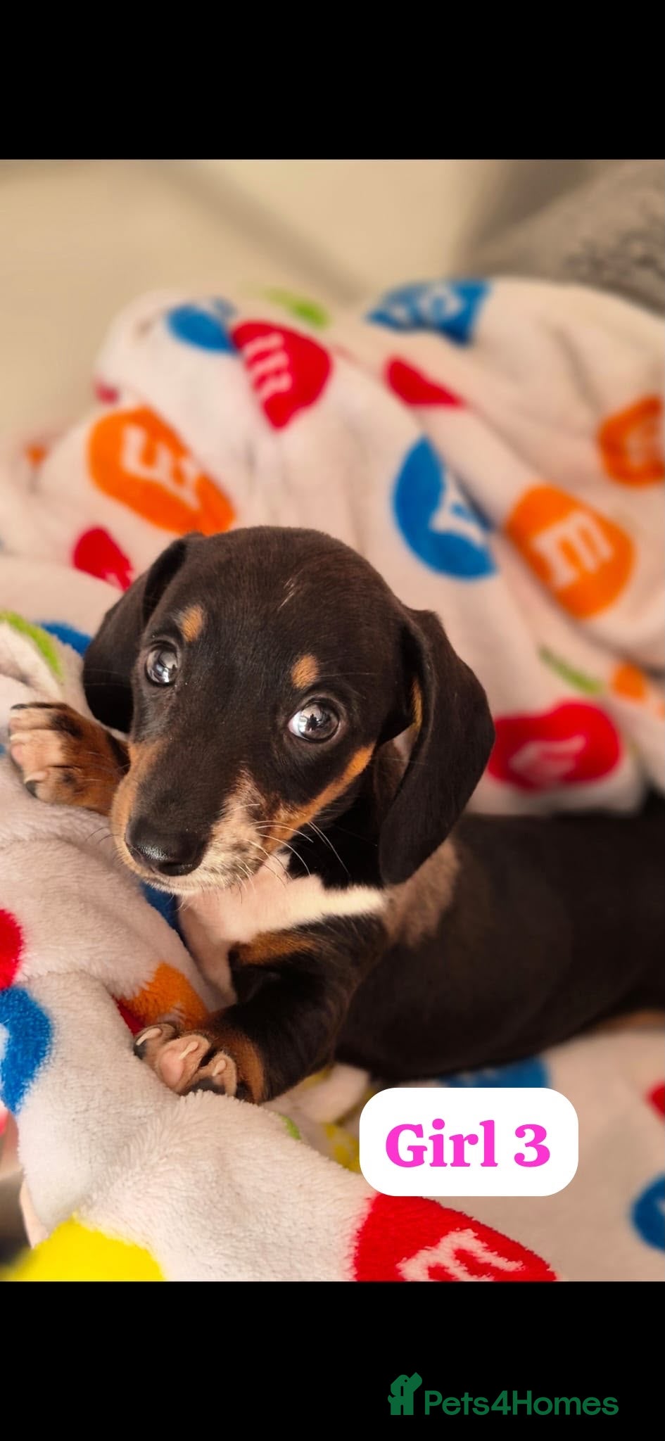 Dachshund dogs Dachshund puppies  - Advert 8