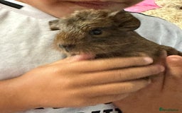 Guinea Pig rodents for sale: 3 male baby guinipigs  - Image 4