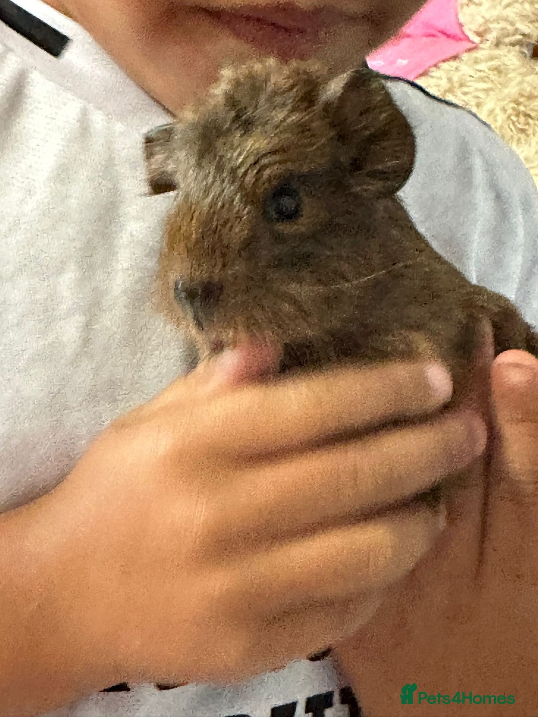 Guinea Pig rodents for sale: 3 male baby guinipigs  - Image 4