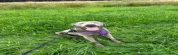 Labrador Retriever dogs for sale: KC Registered Stunning Silver Labrador in Auchterarder - Advert 6