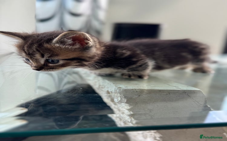 Munchkin cats - Advert 2