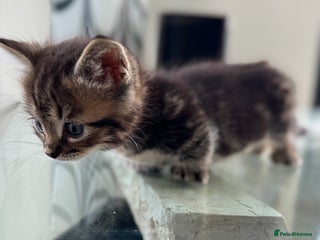 Munchkin cats - Advert 2