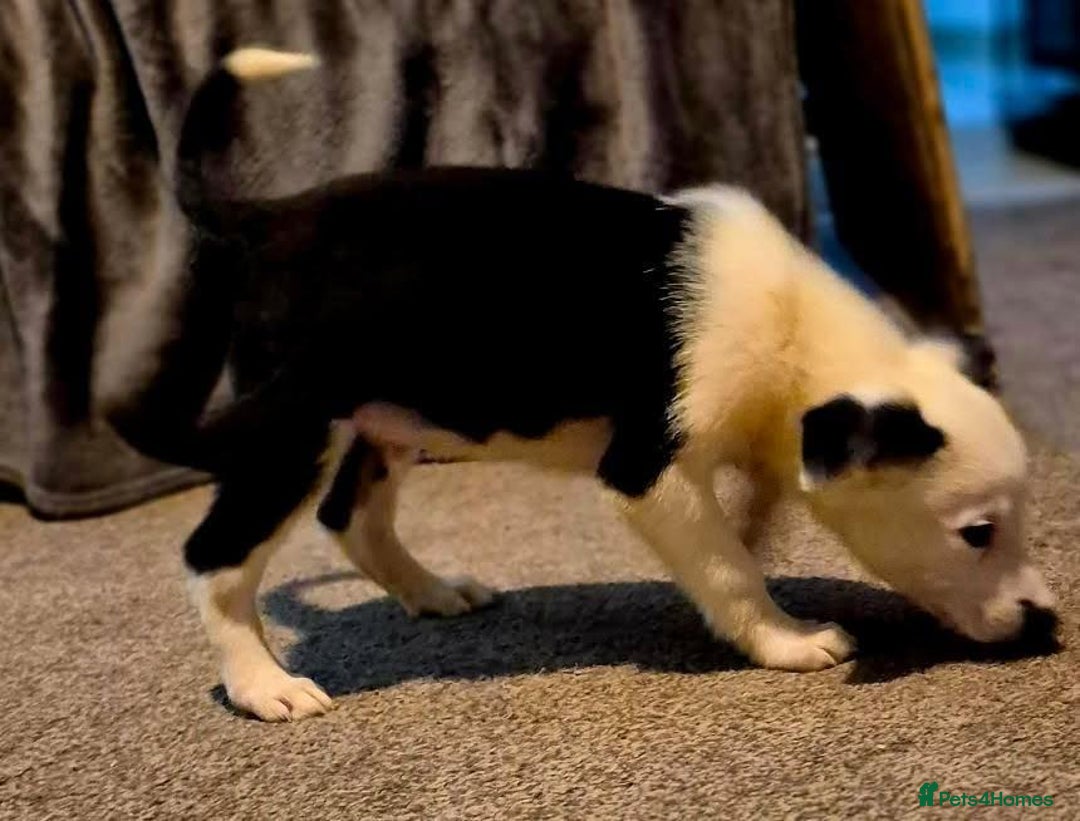 Border Collie dogs for sale: Border collie pups for sale  - Image 8