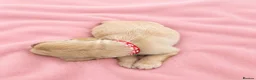 Golden Retriever dogs for sale: Golden Retriever puppies  KC registered  - Advert 6