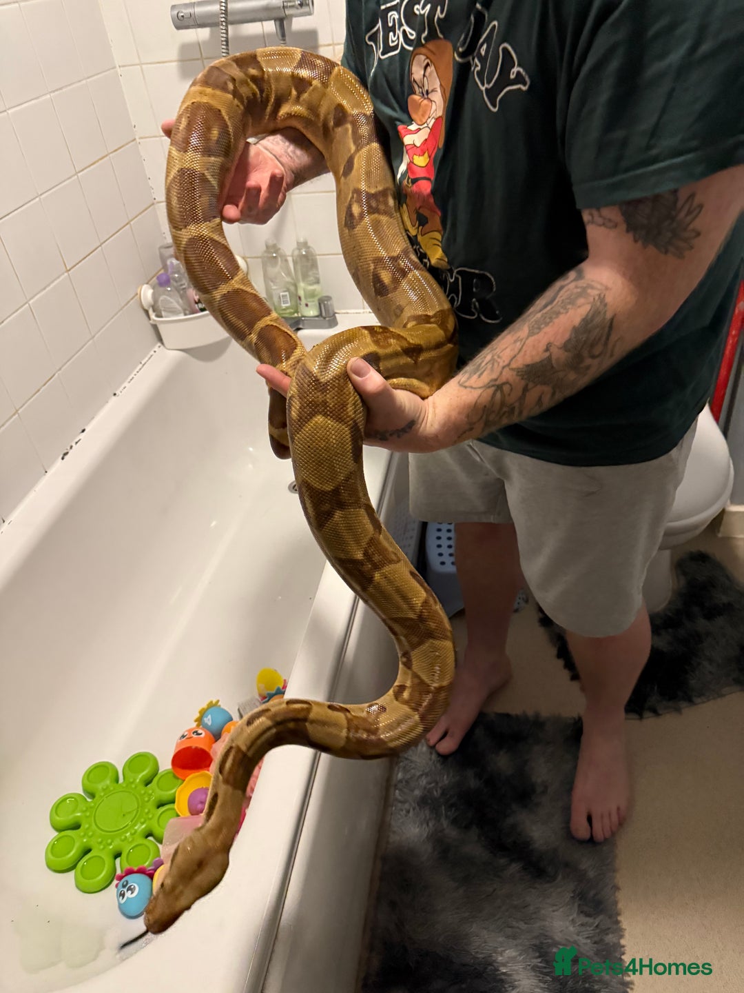 Boa Snake reptiles for sale: Hypo jungle boa  - Advert 4