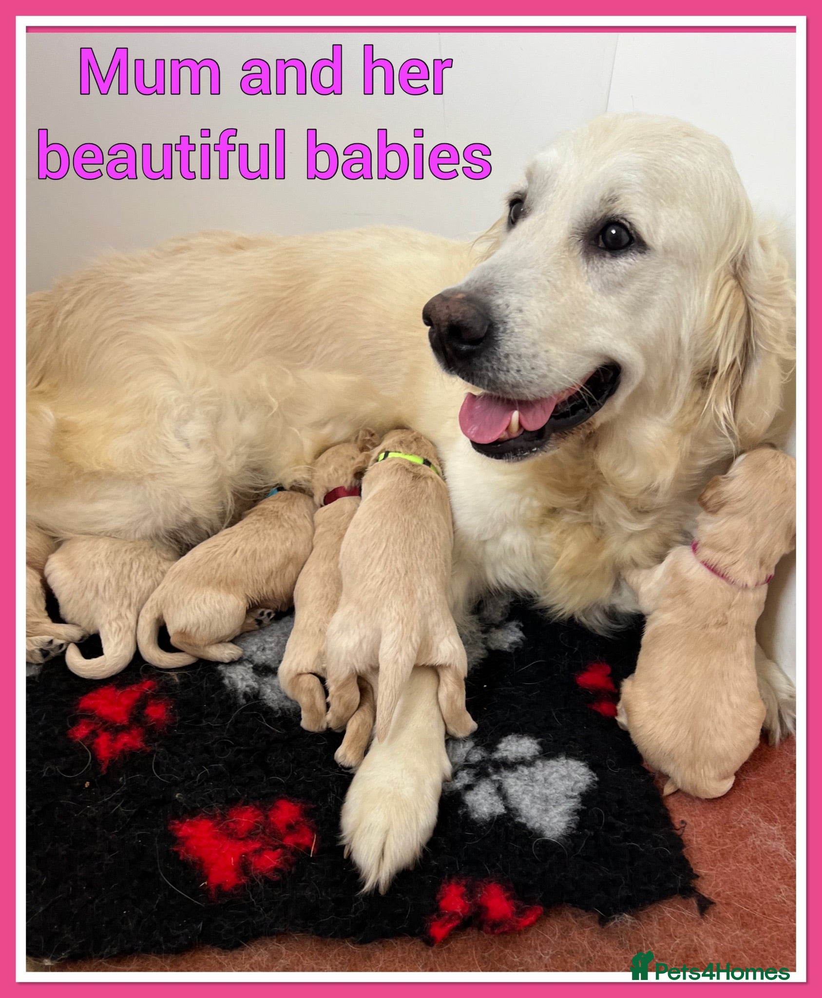 Mini Goldendoodle dogs 🐶 STUNNING F1 MINIATURE GOLDENDOODLES 🐶 - Advert 1