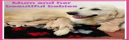 Mini Goldendoodle dogs for sale: 🐶 STUNNING F1 MINIATURE GOLDENDOODLES 🐶 - Advert 1