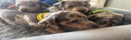 Dachshund dogs for sale: 9 amazing dapple dachshund puppys  - Advert 8