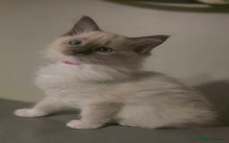 Ragdoll cats for sale: 2 beautiful litters of Ragdolls  - Image 15