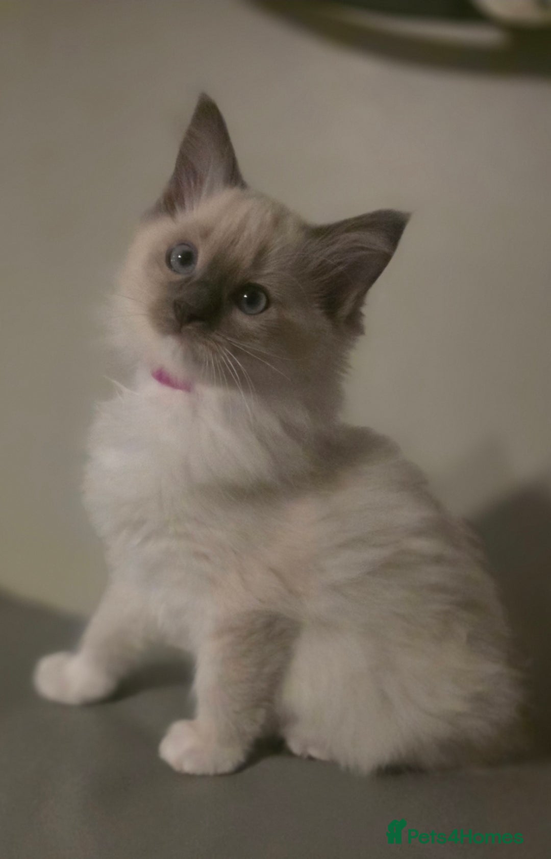 Ragdoll cats for sale: 2 beautiful litters of Ragdolls  - Image 15