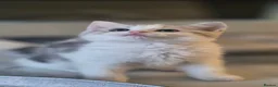 British Shorthair cats for sale: British short hair kitten. SIMBA - Advert 3