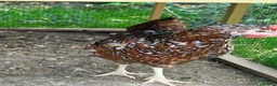 Chickens poultry for sale: Hybrid Hens - Advert 14