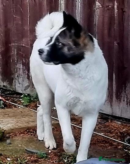 Akita dogs Akita pups  - Advert 16