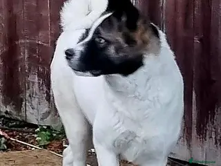 Akita dogs Akita pups - Advert 16