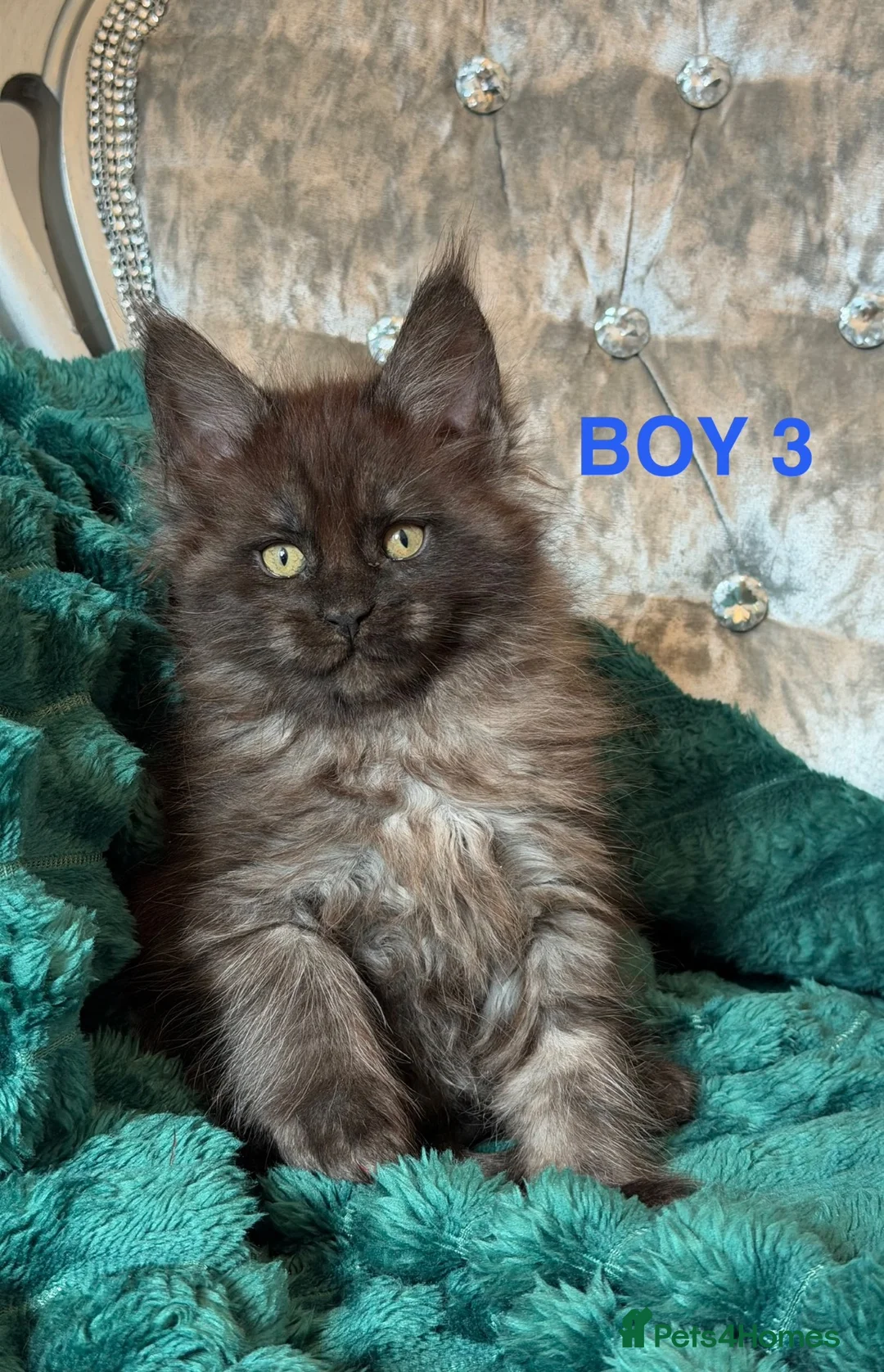 Maine Coon cats for sale: ONLY 2 LEFT SHOW QUALITY MAINE COON KITTENS - Advert 2