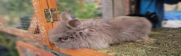 Lionhead rabbits for sale: Cute fluffy friendly lionhead babies-3boys 2girls  - Advert 5