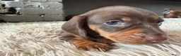 Miniature Dachshund dogs for sale: Beautiful Miniature Dachshund Puppies - Advert 13