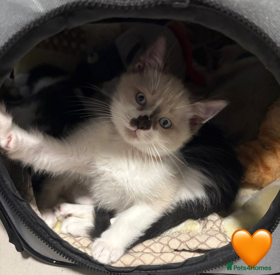 Ragdoll cats for sale: Looking for perfect furry companion? - Advert 11