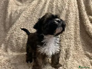 Havanese dogs Havanese puppy - Advert 3