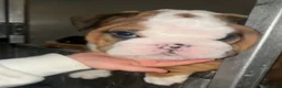 English Bulldog dogs for sale: 2 females from INW GRCH Bonnie.  - Advert 7