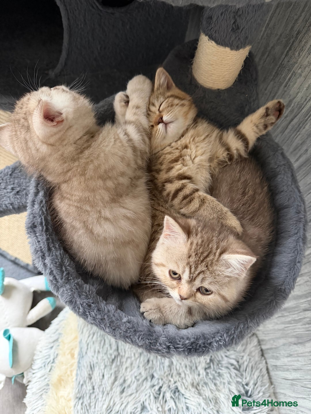 British Shorthair cats for sale: Beautiful British short hair kittens  - Advert 6