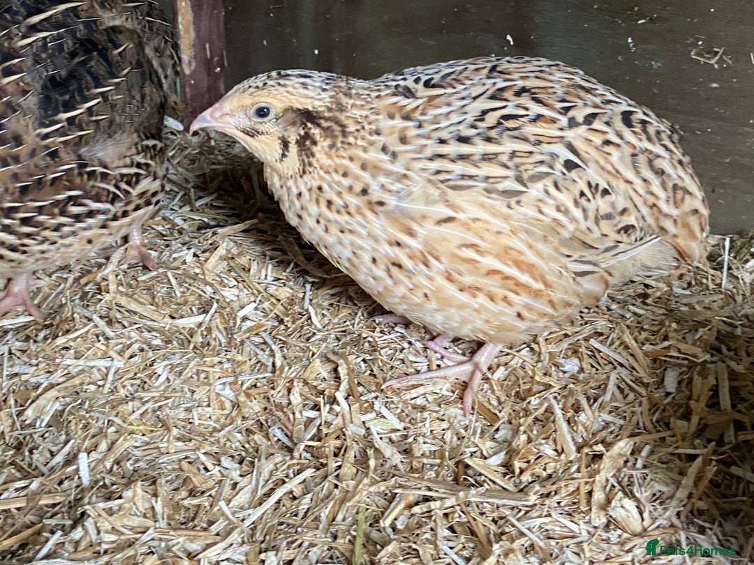 Quail poultry for sale: Female and male quails - Advert 2