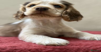 Cocker Spaniel dogs - Advert 10