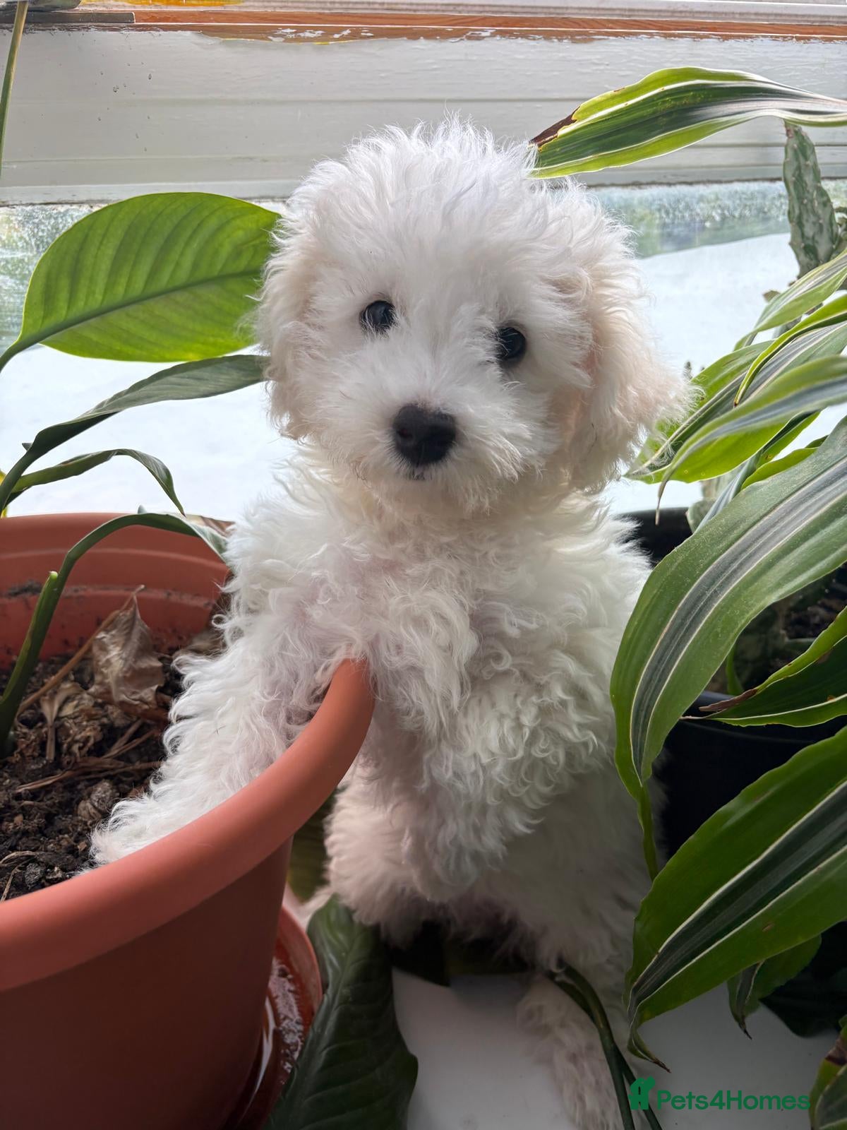 Bichon Frise dogs Bichon frise  - Advert 1