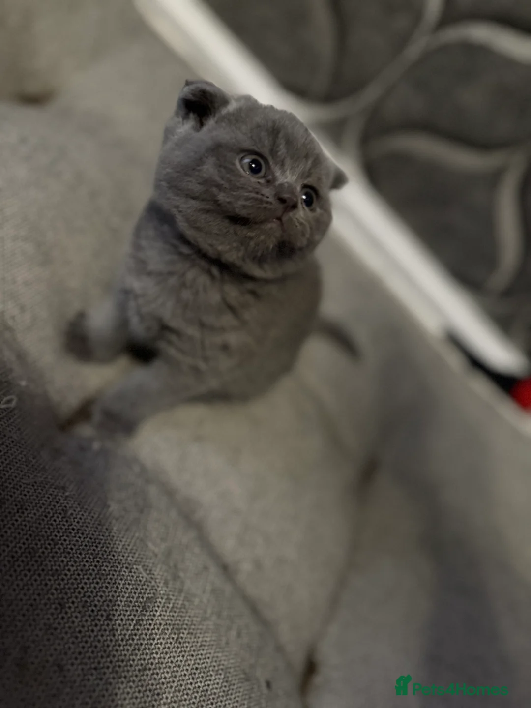 British Shorthair cats for sale: British shorthair snd scottish fold  - Advert 12